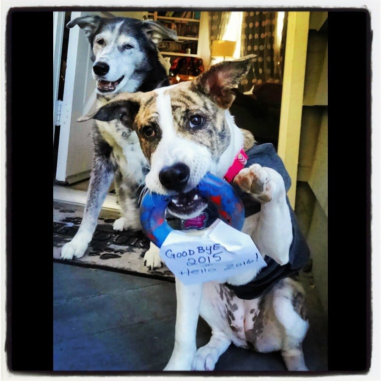 Maeby, an American Pit Bull Terrier and Chow Chow mix tested with EmbarkVet.com