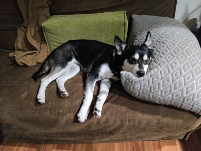 Kaylee, a Siberian Husky and American Pit Bull Terrier mix tested with EmbarkVet.com