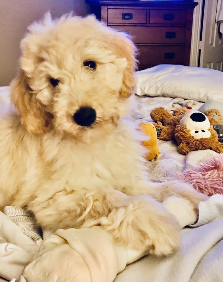 Chloe Grace, a Goldendoodle tested with EmbarkVet.com