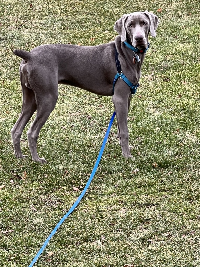 Apollo, a Weimaraner tested with EmbarkVet.com