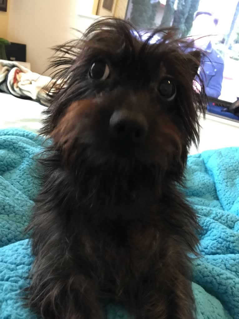 Nala, a Yorkshire Terrier and Dachshund mix tested with EmbarkVet.com