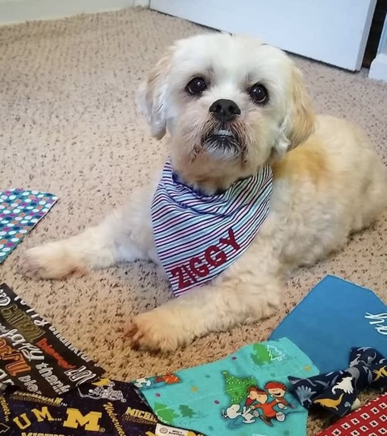 Ziggy Stardust, a Lhasa Apso and Shih Tzu mix tested with EmbarkVet.com