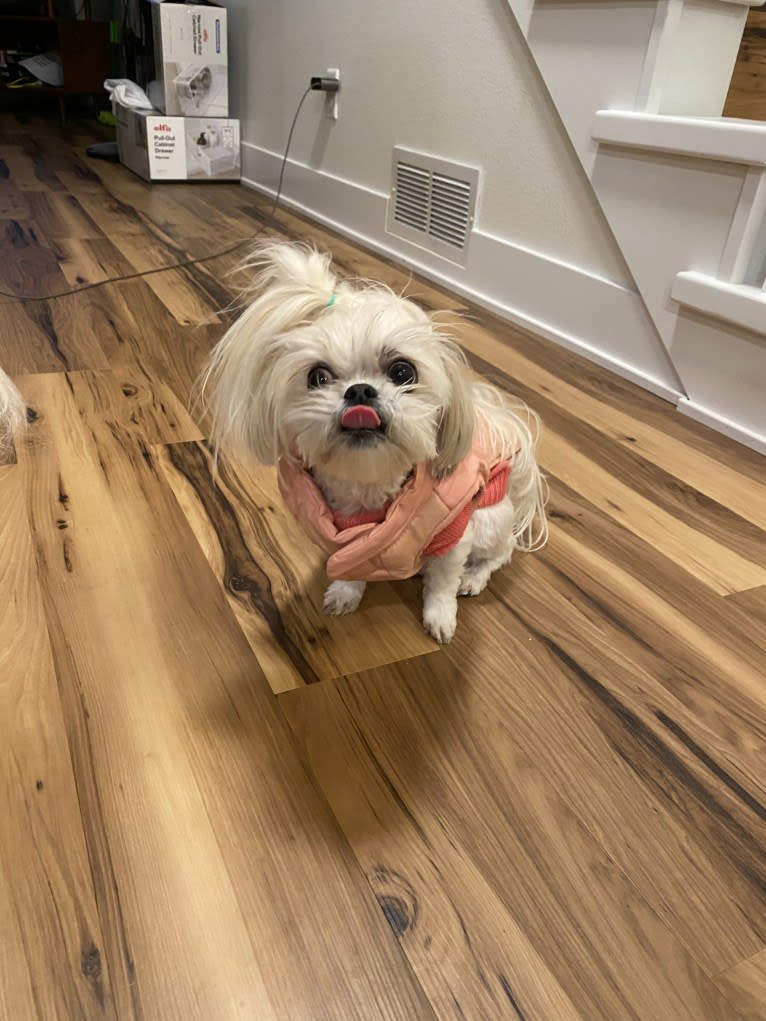 Aria, a Maltese and Pekingese mix tested with EmbarkVet.com