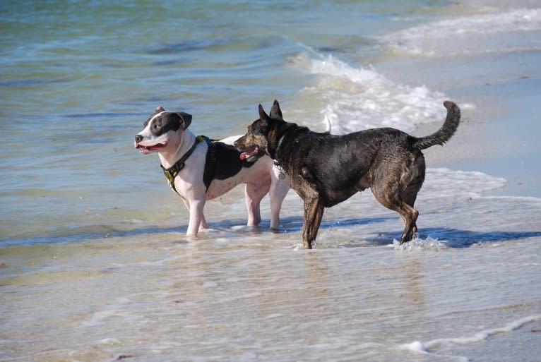 Cypress, an American Bully and American Pit Bull Terrier mix tested with EmbarkVet.com