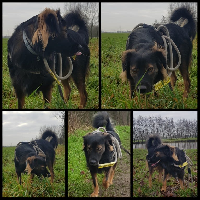 Coco, an Eastern European Village Dog tested with EmbarkVet.com