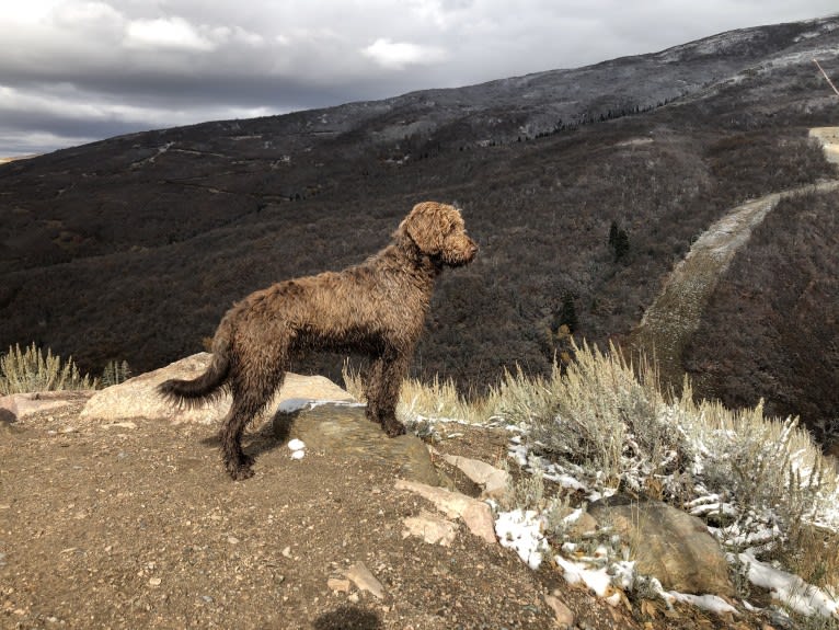 The Mighty Chewbacca, a Labradoodle (6.2% unresolved) tested with EmbarkVet.com