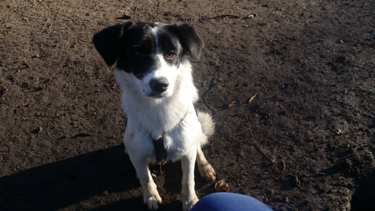 Kilida, an Eastern European Village Dog tested with EmbarkVet.com