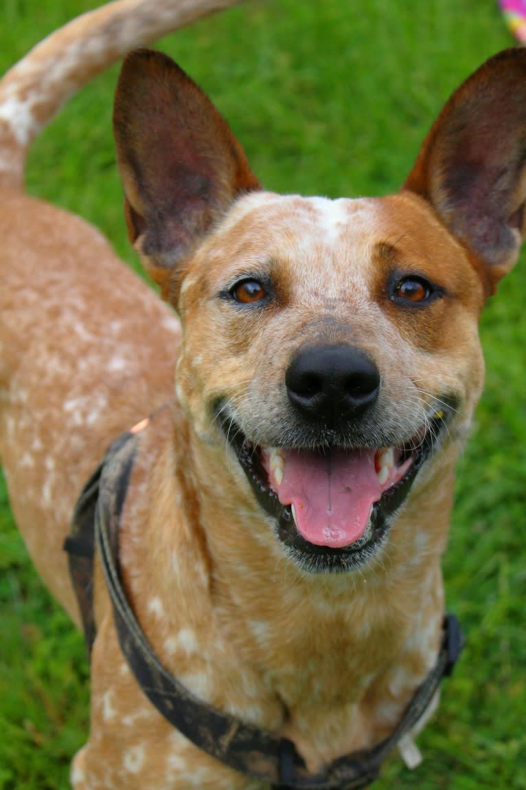 Frost, an Australian Cattle Dog tested with EmbarkVet.com