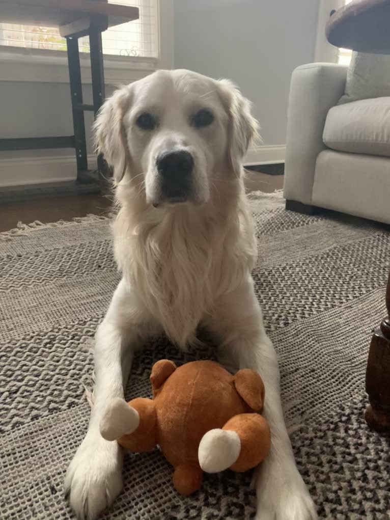 Hudson Gene Dement, a Golden Retriever tested with EmbarkVet.com