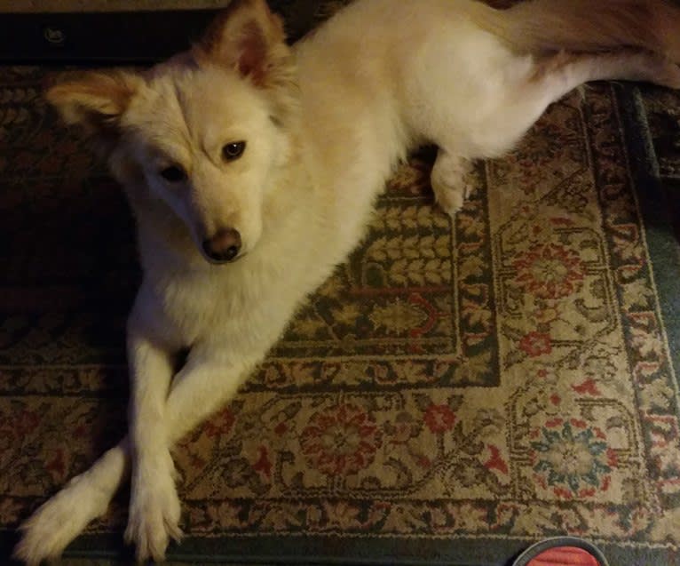 Roxy, a Siberian Husky and Labrador Retriever mix tested with EmbarkVet.com