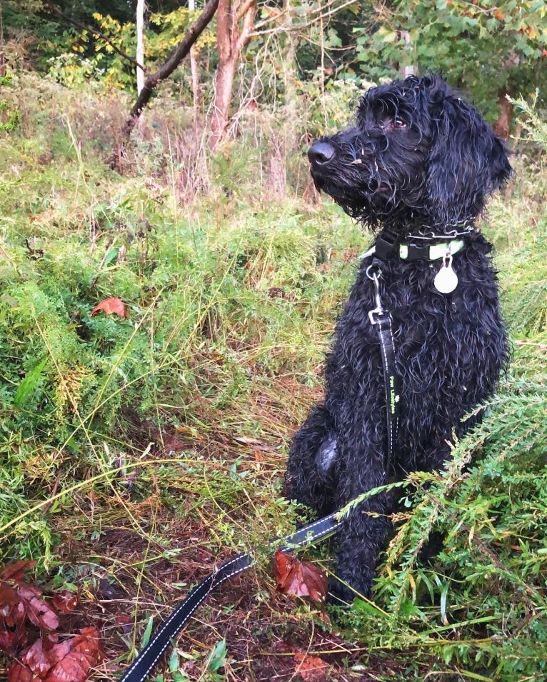 Louie, a Goldendoodle tested with EmbarkVet.com