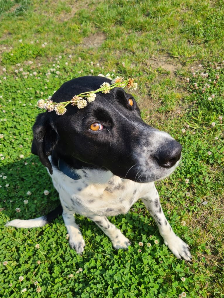 Millie, a Labrador Retriever and Great Pyrenees mix tested with EmbarkVet.com