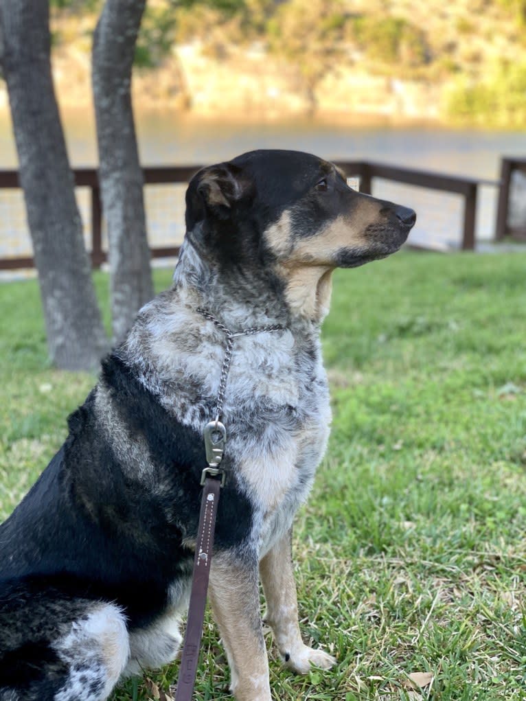 Aspen, an Australian Cattle Dog and Chow Chow mix tested with EmbarkVet.com