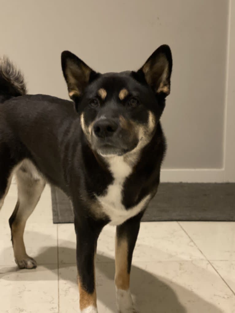 Kai Waneezer Fetter, a Shiba Inu tested with EmbarkVet.com