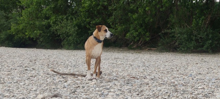 Sparky, an American Pit Bull Terrier and Collie mix tested with EmbarkVet.com