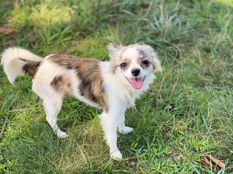 Photo of Sage, a Chihuahua  in Vandalia, MI, USA