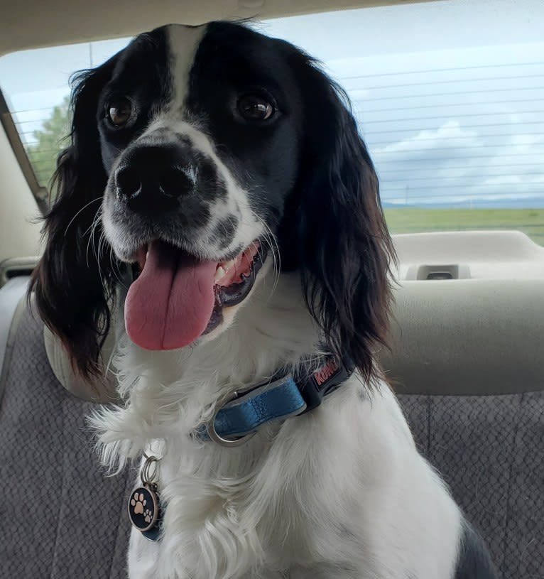 Marlo, an English Springer Spaniel tested with EmbarkVet.com