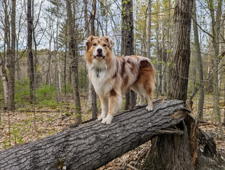 Neville, an Australian Shepherd tested with EmbarkVet.com