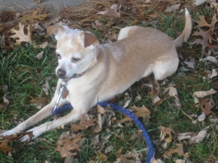 Blip, a Chihuahua and Cocker Spaniel mix tested with EmbarkVet.com