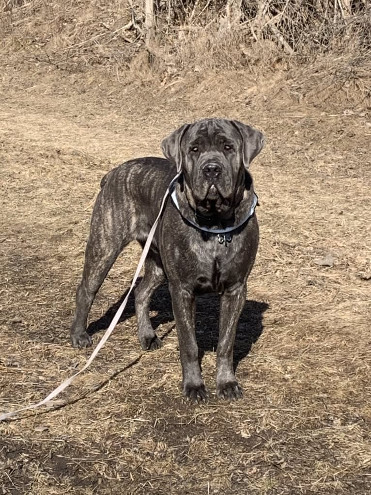 Rocco Roman Hughes, a Cane Corso tested with EmbarkVet.com