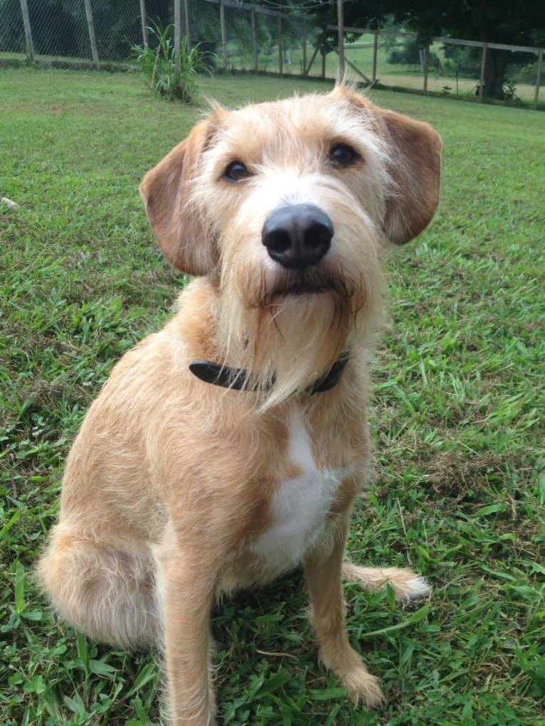 Izzi, a Miniature Schnauzer and Beagle mix tested with EmbarkVet.com