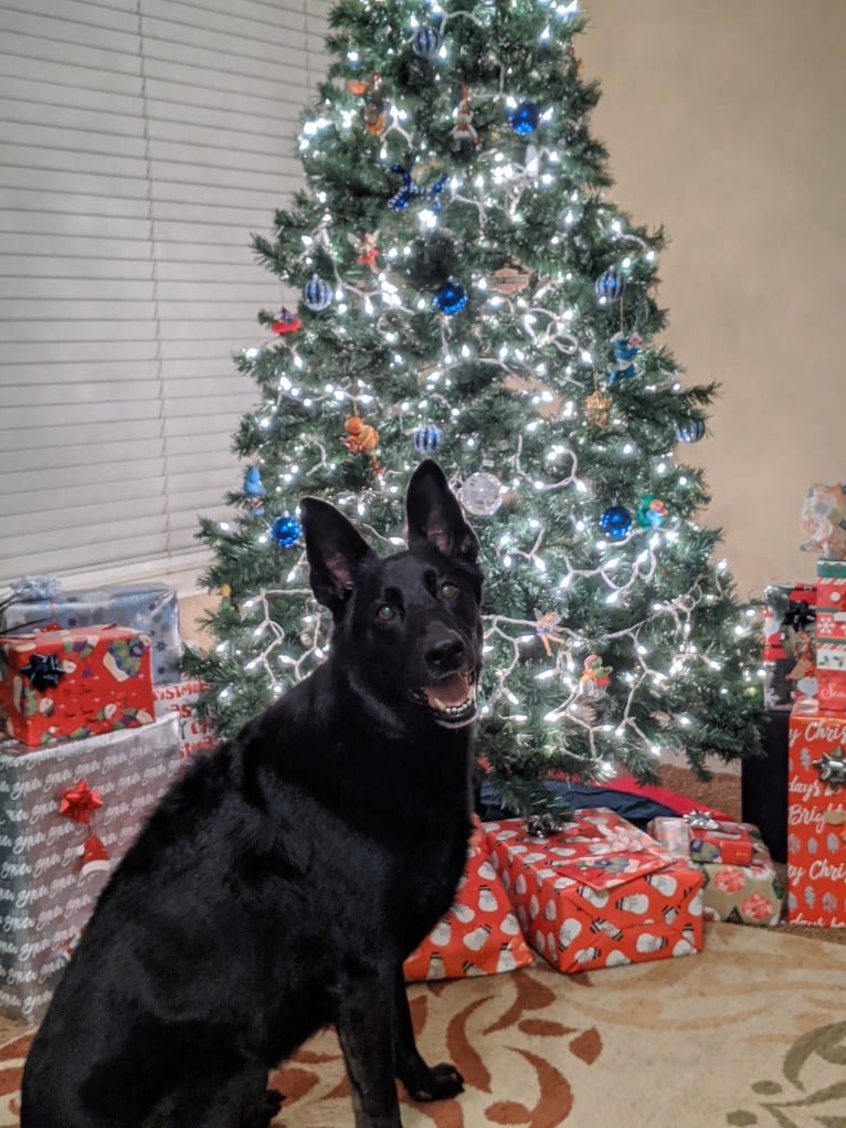 Argo Von Reichenberg, a German Shepherd Dog tested with EmbarkVet.com