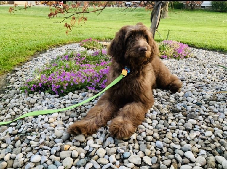 Finn, a Poodle (Standard) and Australian Shepherd mix tested with EmbarkVet.com