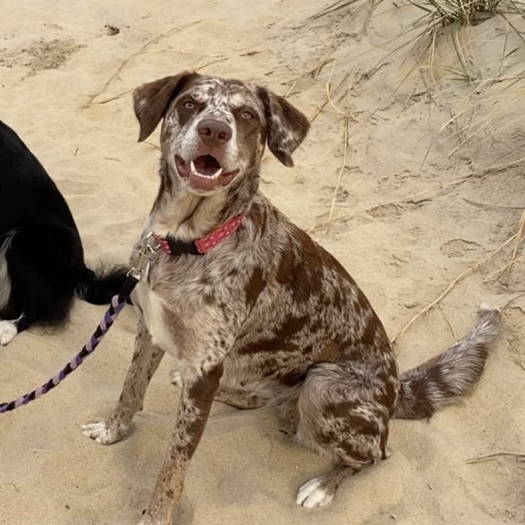 Zephyr, a Border Collie and Labrador Retriever mix tested with EmbarkVet.com