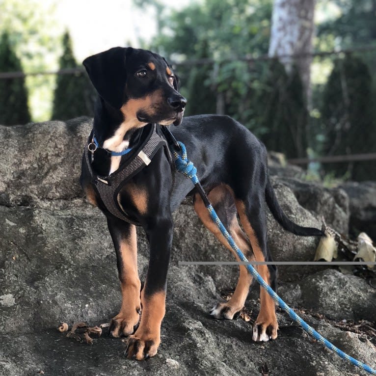 Andy, a Treeing Walker Coonhound and Redbone Coonhound mix tested with EmbarkVet.com