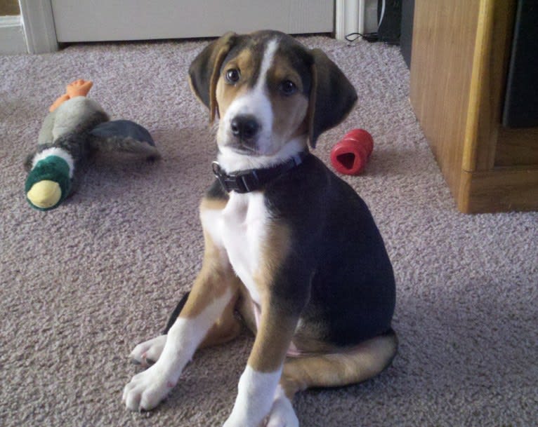 Dudley, an American Foxhound and German Shepherd Dog mix tested with EmbarkVet.com