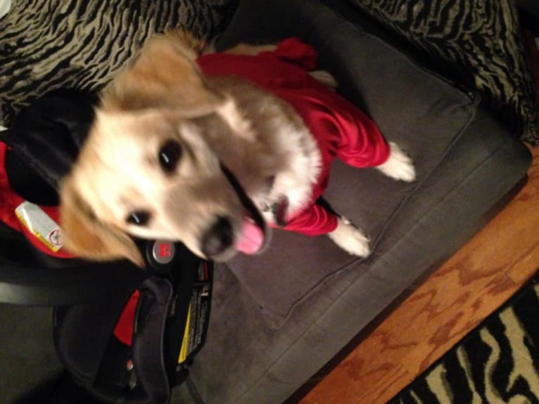 Chloe, a Chihuahua and Labrador Retriever mix tested with EmbarkVet.com