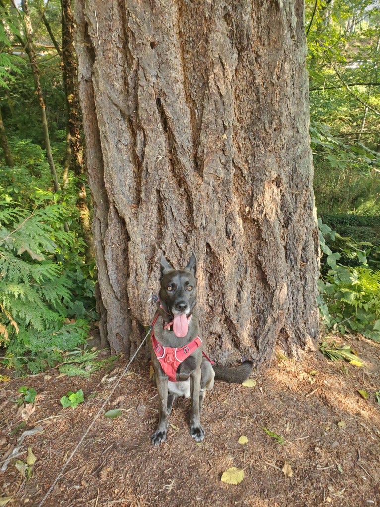 Dillon, a Siberian Husky and German Shepherd Dog mix tested with EmbarkVet.com