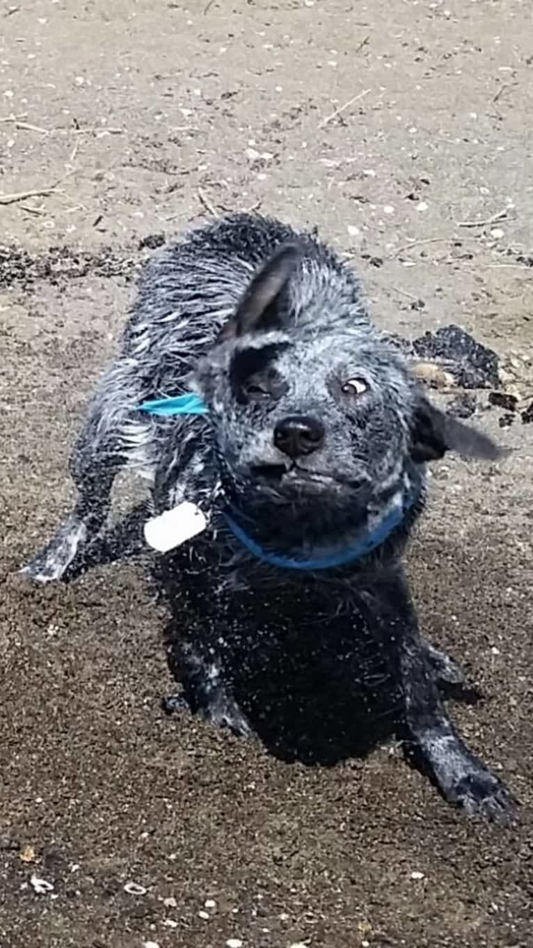 Zip, an Australian Cattle Dog tested with EmbarkVet.com