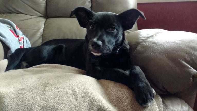 Moxie, a Staffordshire Terrier and Australian Cattle Dog mix tested with EmbarkVet.com