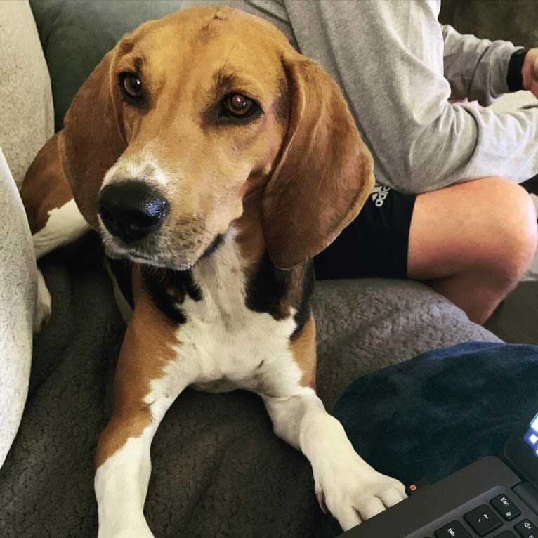 Scout, a Treeing Walker Coonhound tested with EmbarkVet.com