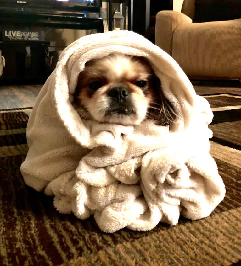 Baxter, a Pekingese and Japanese Chin mix tested with EmbarkVet.com