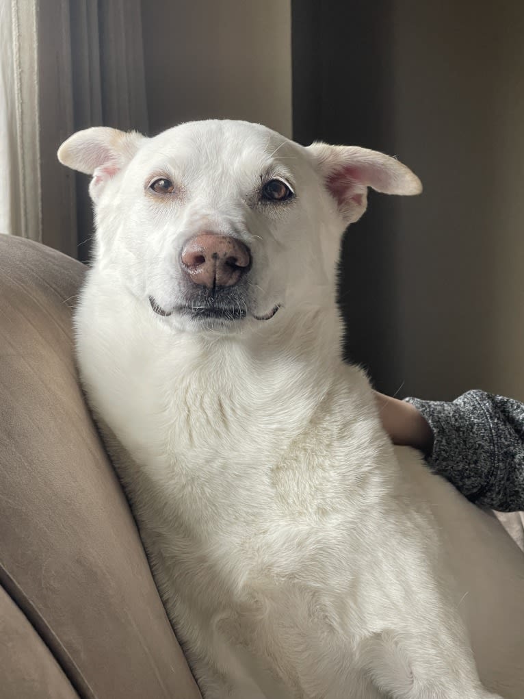 Darwin, a Chow Chow and Labrador Retriever mix tested with EmbarkVet.com