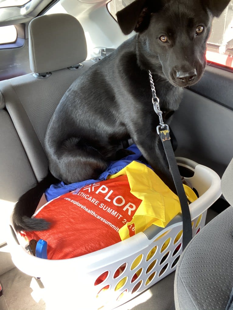 Saint, a Labrador Retriever and German Shepherd Dog mix tested with EmbarkVet.com