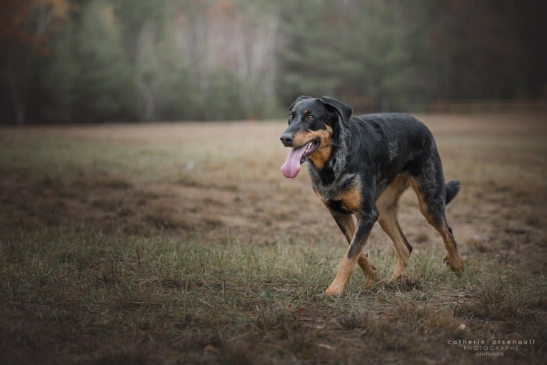 Charly, a Beauceron tested with EmbarkVet.com