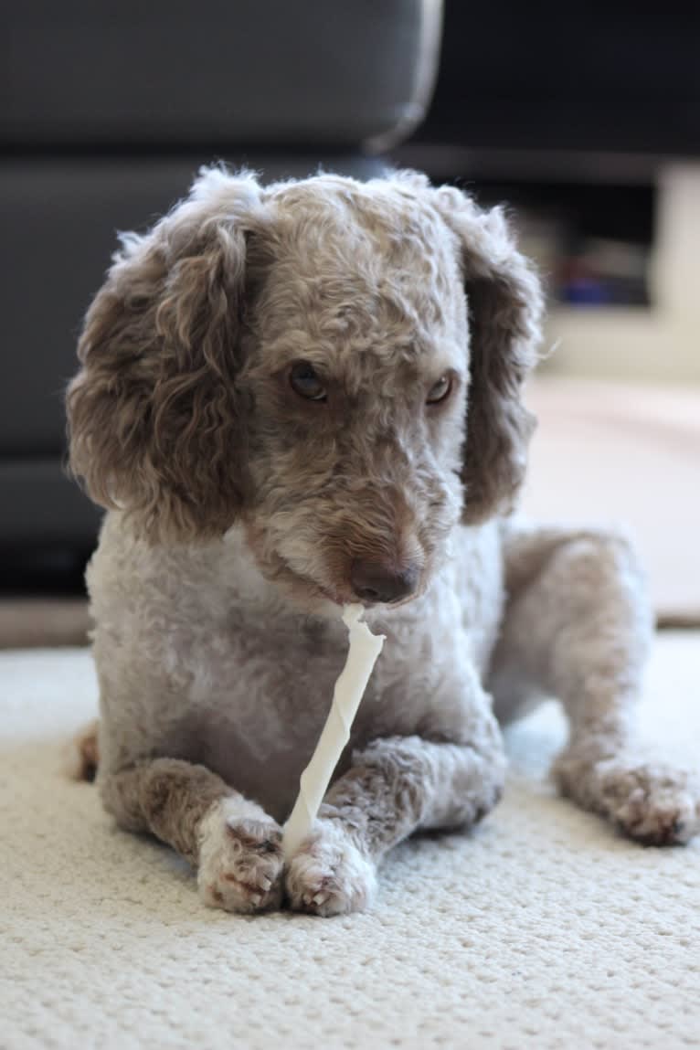 Seven, an Aussiedoodle tested with EmbarkVet.com