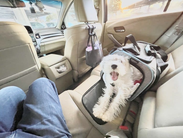 Teddy, a Miniature Schnauzer tested with EmbarkVet.com