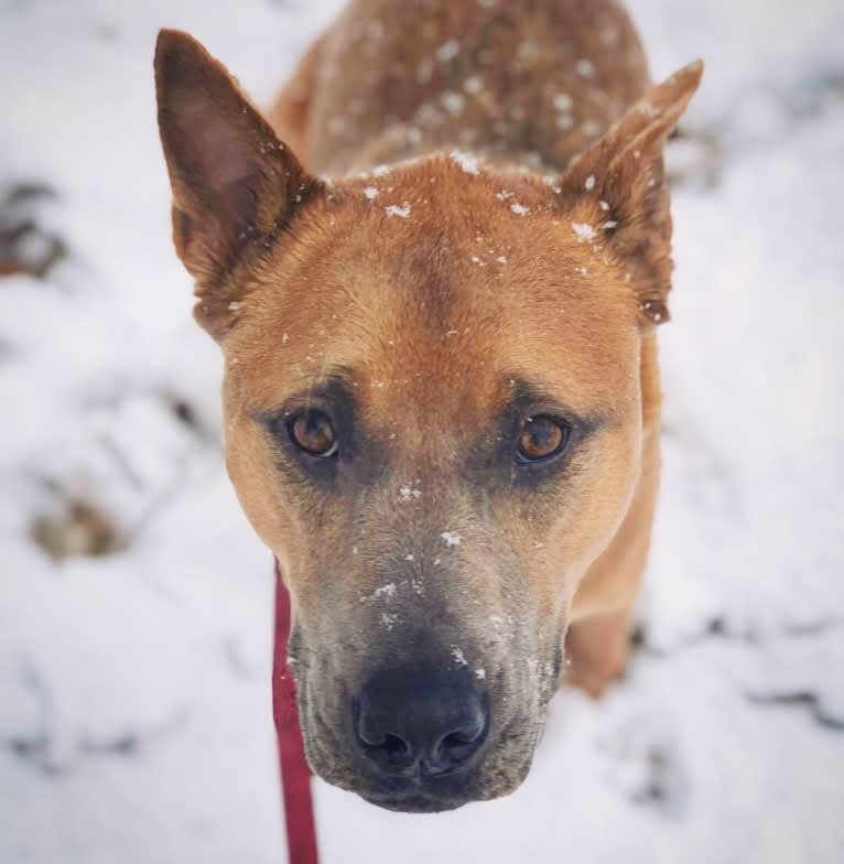 Sunny, an American Pit Bull Terrier and Chow Chow mix tested with EmbarkVet.com