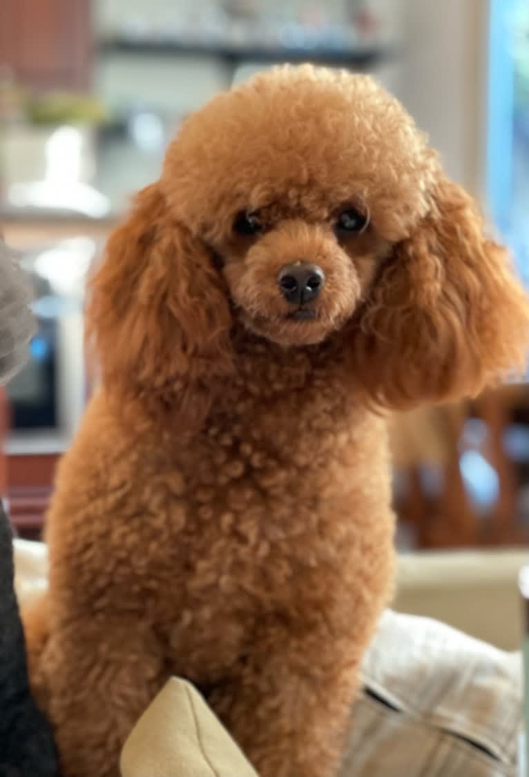 Dorothy "Dot", a Poodle (Small) tested with EmbarkVet.com