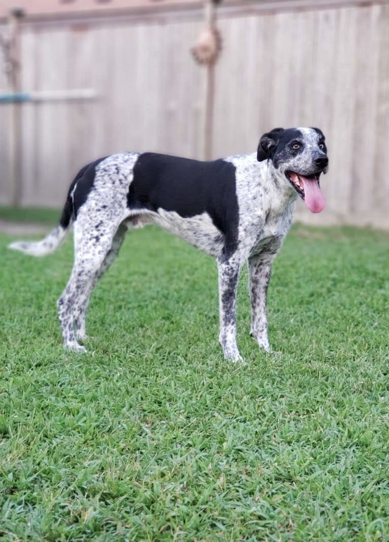 Max, a Border Collie and Pointer mix tested with EmbarkVet.com