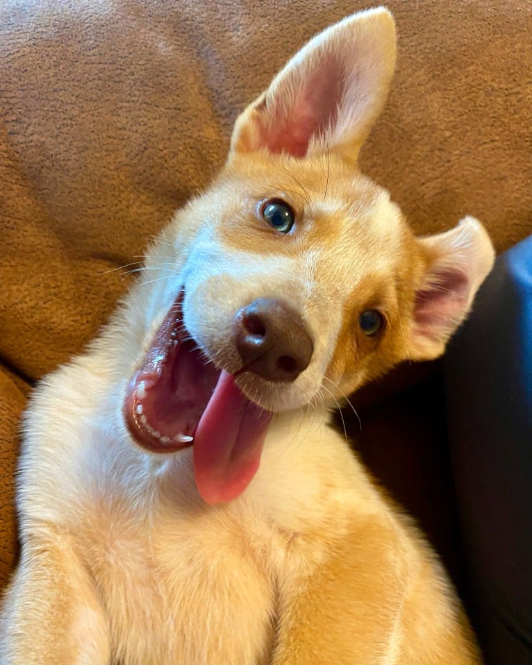 Lou, an Australian Cattle Dog and Australian Shepherd mix tested with EmbarkVet.com