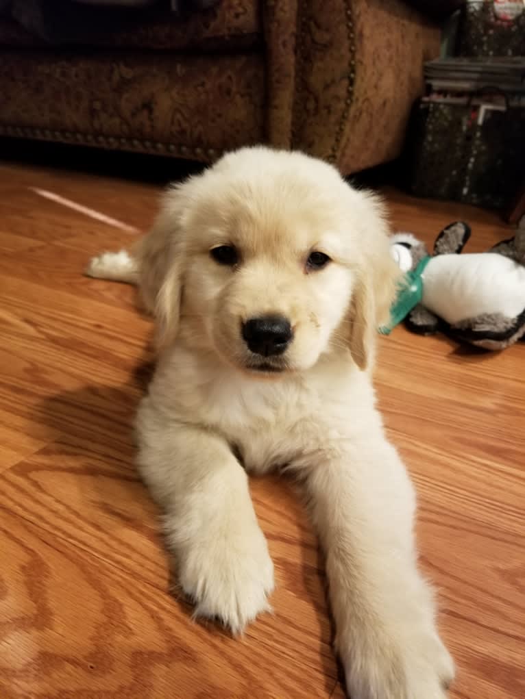 WC's Little Miss Hot Cakes "Bindi", a Golden Retriever tested with EmbarkVet.com