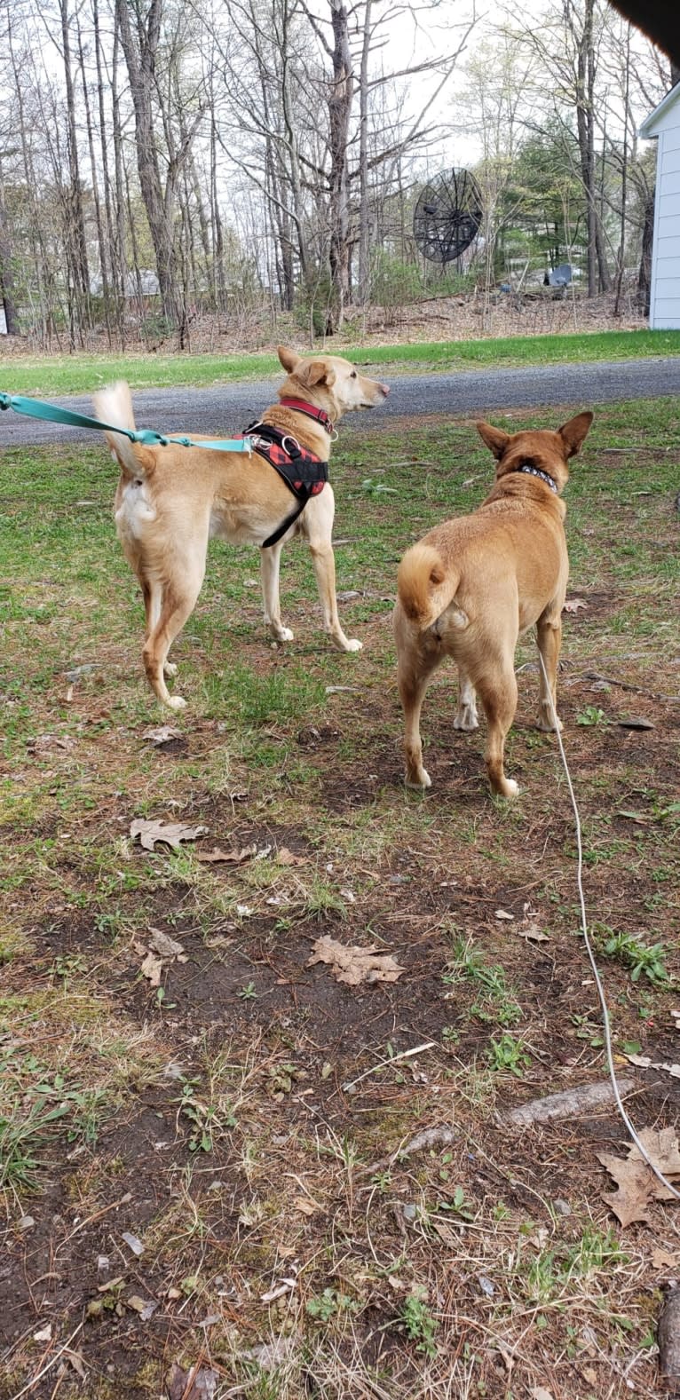 JoJo, a Northern East African Village Dog tested with EmbarkVet.com