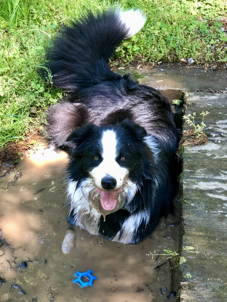 Angel, a Border Collie tested with EmbarkVet.com