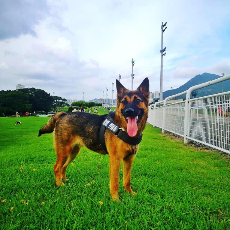 Eaton Chung, a Hong Kong Village Dog tested with EmbarkVet.com