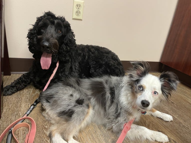 Juno, a Poodle (Standard) and English Cocker Spaniel mix tested with EmbarkVet.com